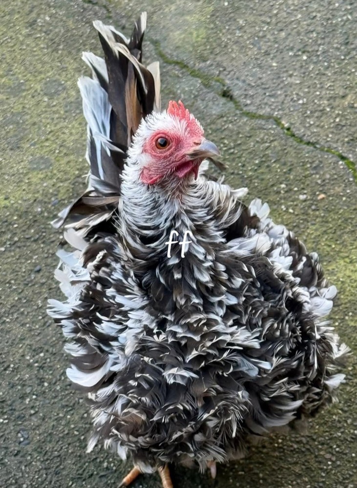 12Serama Hatching Eggs