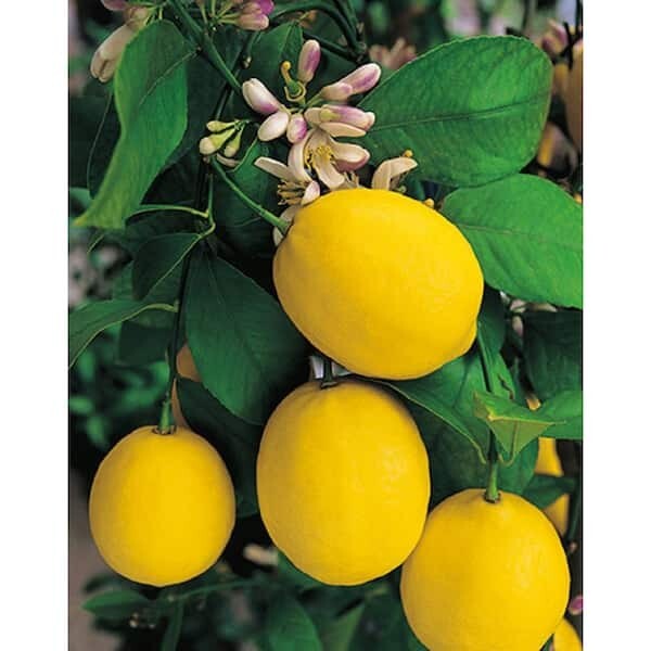 1 Gal. Improved Meyer Lemon Tree - Live Tropical, 1-Pack