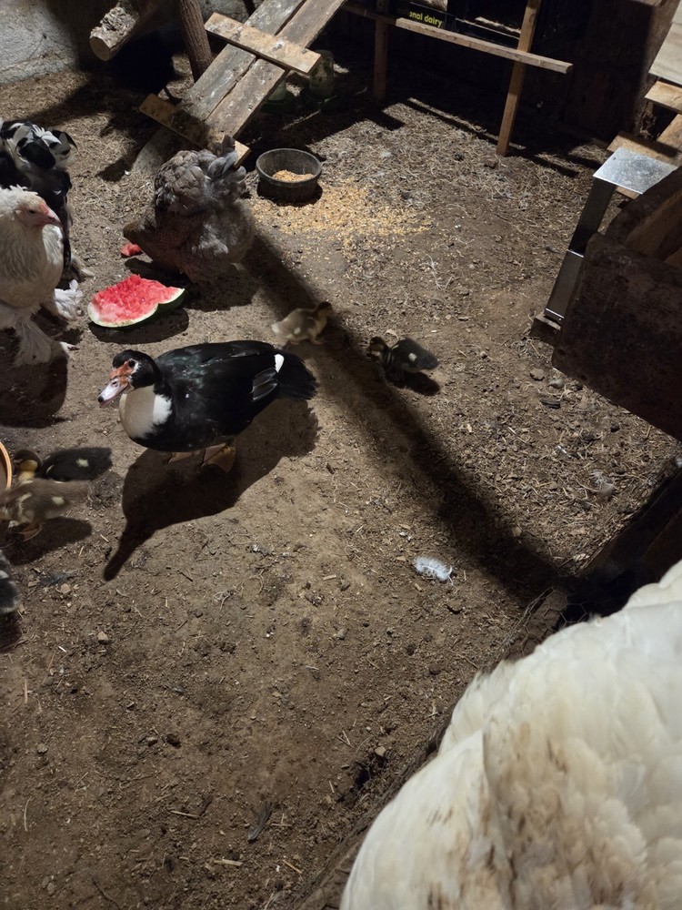 Muscovy Duck Hatching Eggs 12