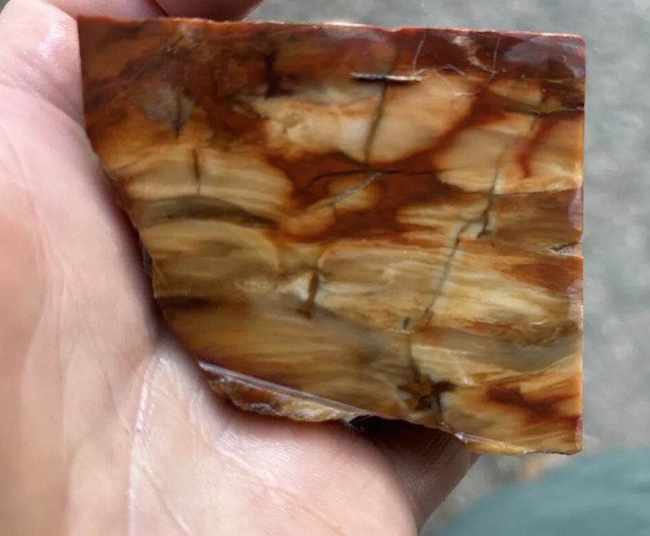 Silver Creek Junction petrified wood