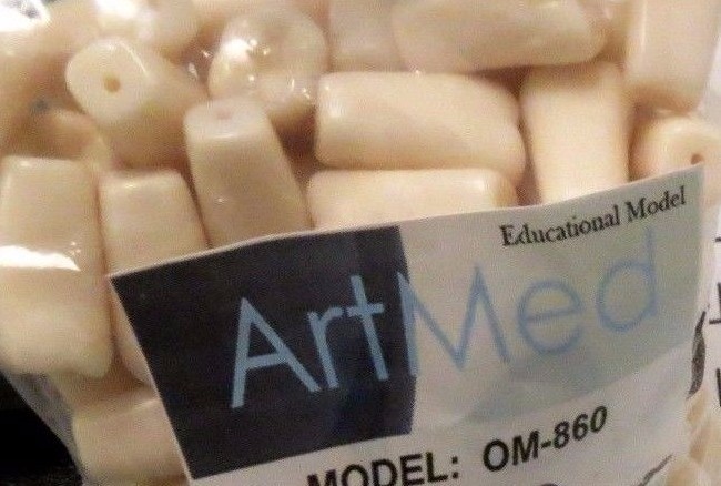 Typodont Replacement Practice Teeth For Model OM-860 Assorted (8 pcs) ARTMED