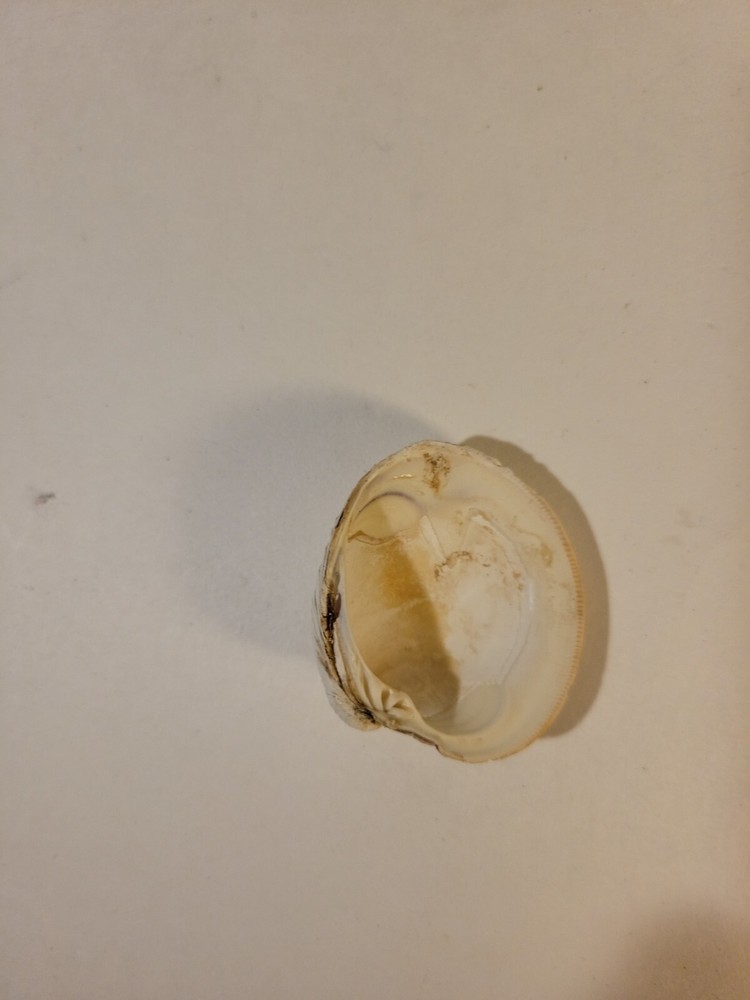 Northern Quahog Specimen