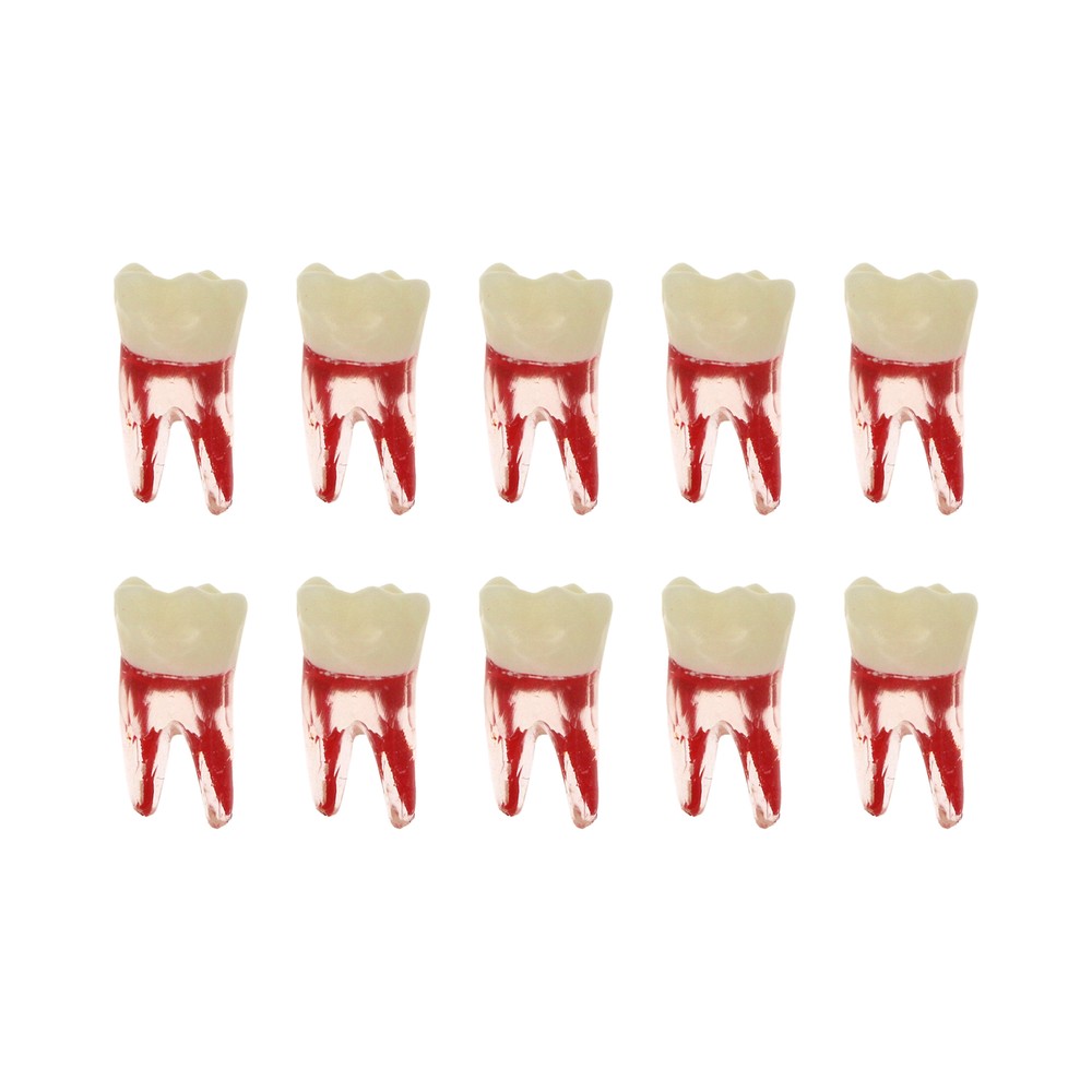 10Pcs Dental Root Canal Practice Model RCT Practice Endo Teeth Model Pulp Study