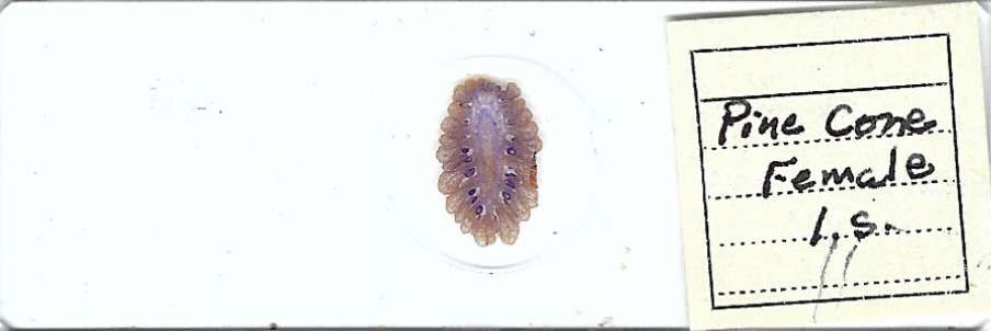 Pine Cone Female l.s. Microscope Slide