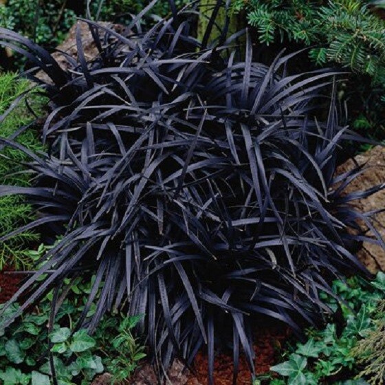 Black Mondo Grass - Live Plant- ( 1 QT )