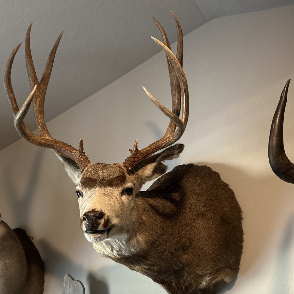 10 POINT MULE DEER 21.25 SPREAD MONSTER