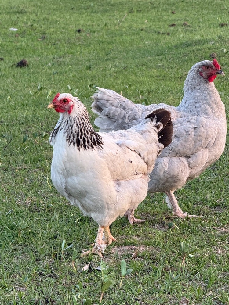 12 Mix Hatching Eggs (Rare Breeds)