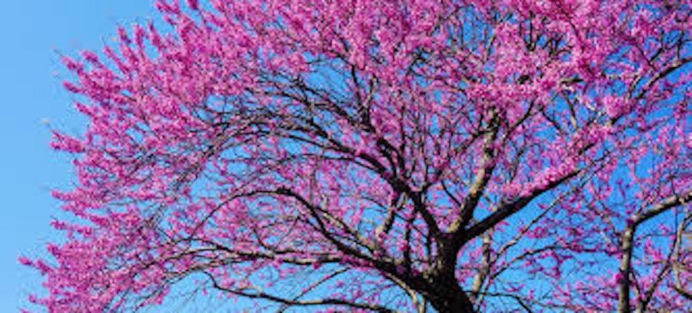 5 Eastern Redbud Tree 12-24" Tall Cercis canadensis Bare Root
