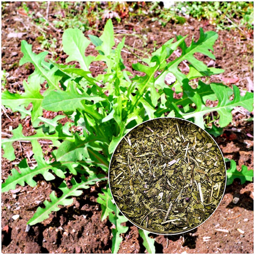 Dried Wild Lettuce Leaf (Lactuca canadensis) C/S 1 Oz.