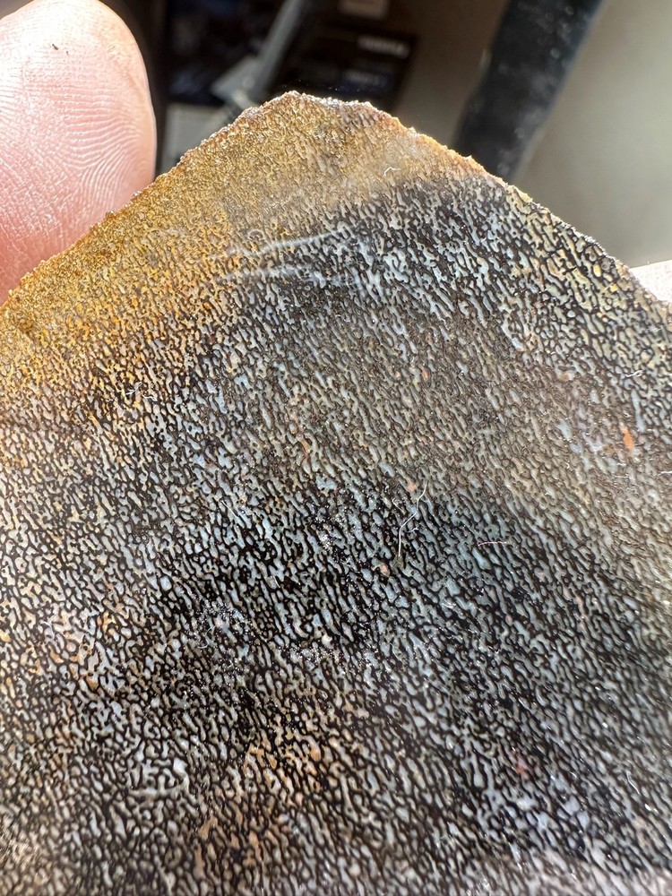 Dinosaur bone rough **hxtled slab.