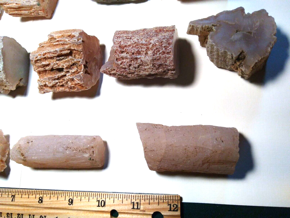 Petrified Wood Limb Casts- Over 10-1/4 lbs.
