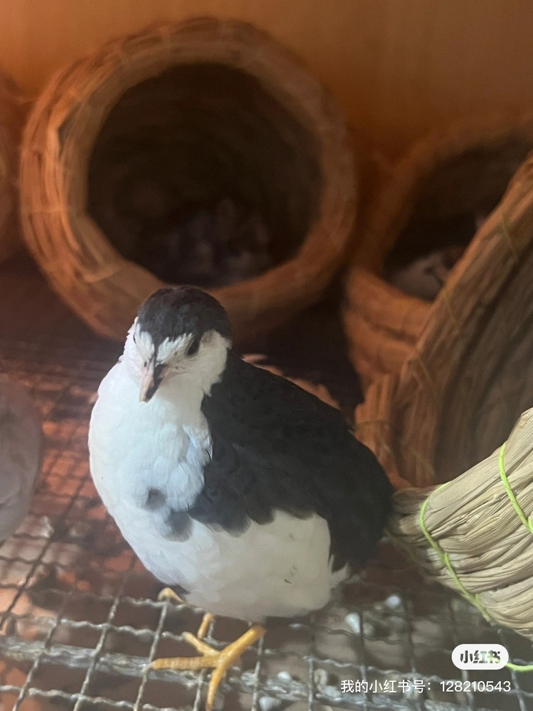 button quail hatching eggs