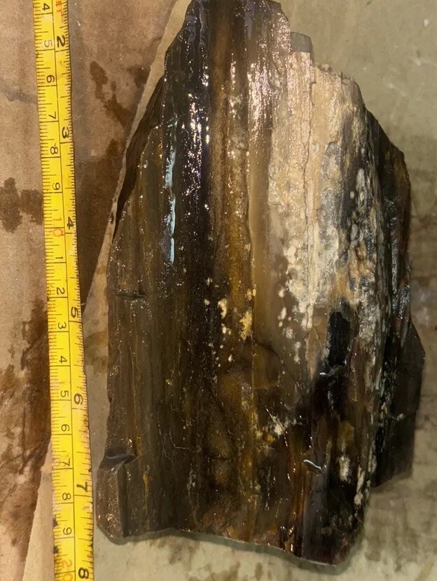 Silver Creek Junction petrified wood
