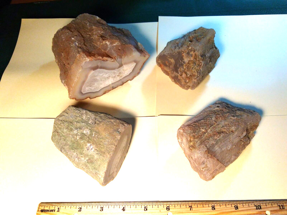 Petrified Wood Limb Casts