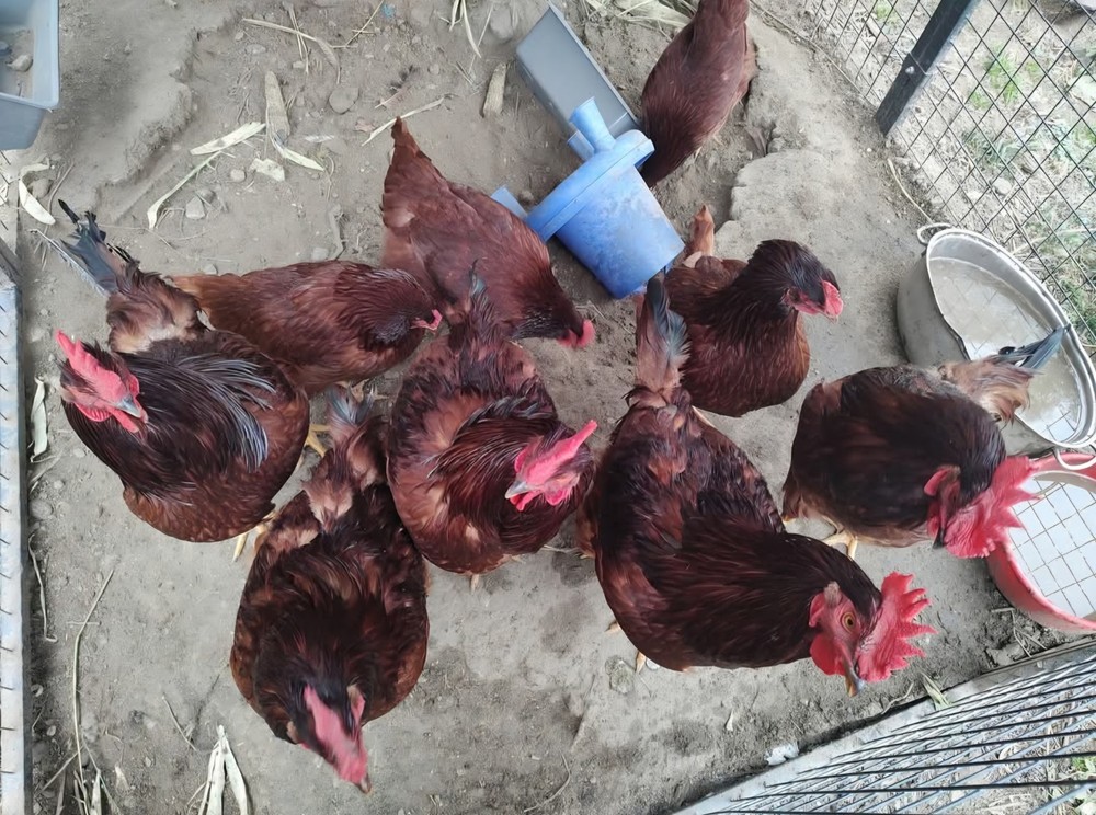 6+ Purebred Rhode Island Red Chicken Hatching Eggs