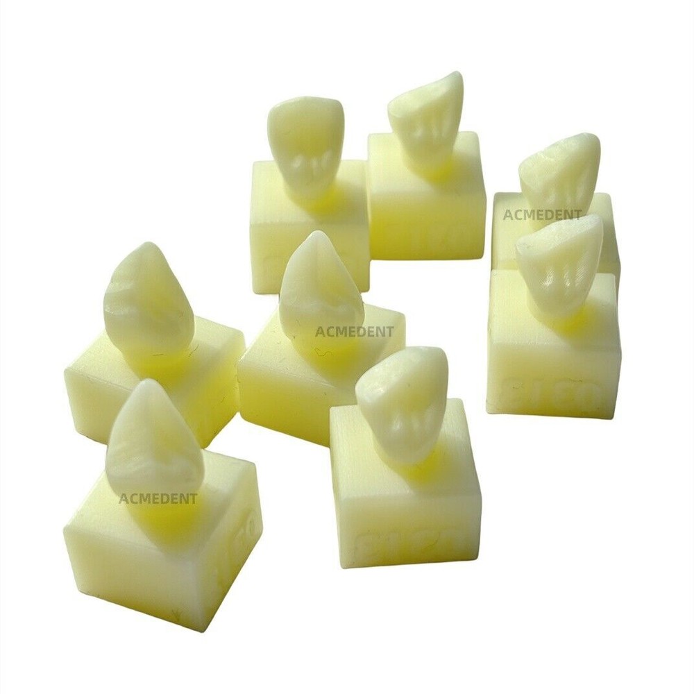 Dental Caries Decay Teeth Model Tooth Simulate Class Ⅱ Resin Restore Template
