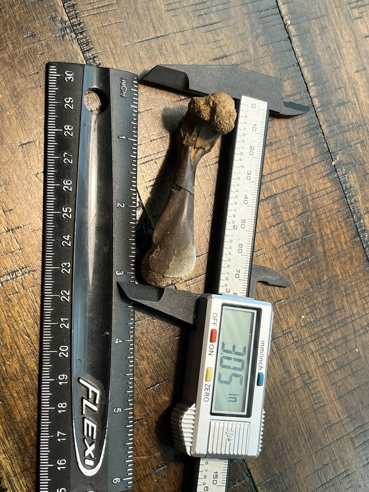 Turtle Humerus Dinosaur Age Fossil Hell Creek Form SD