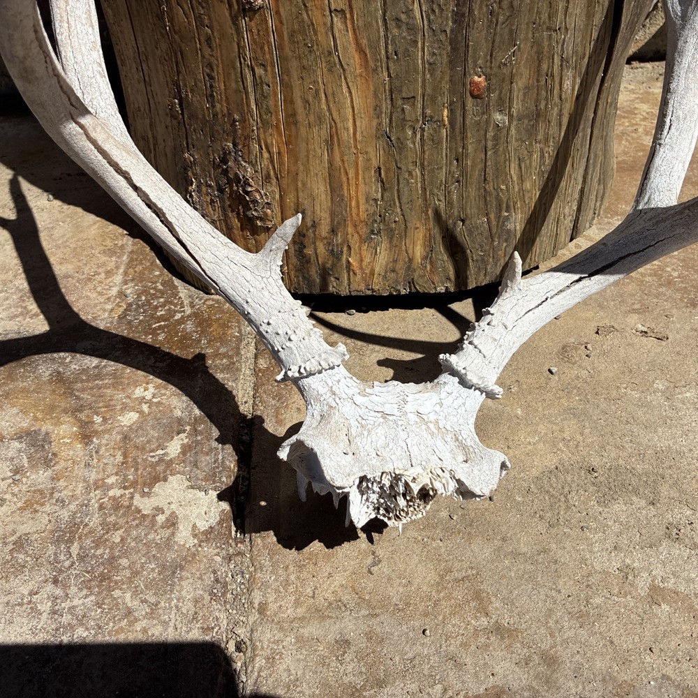 Mule Deer Skull Plate