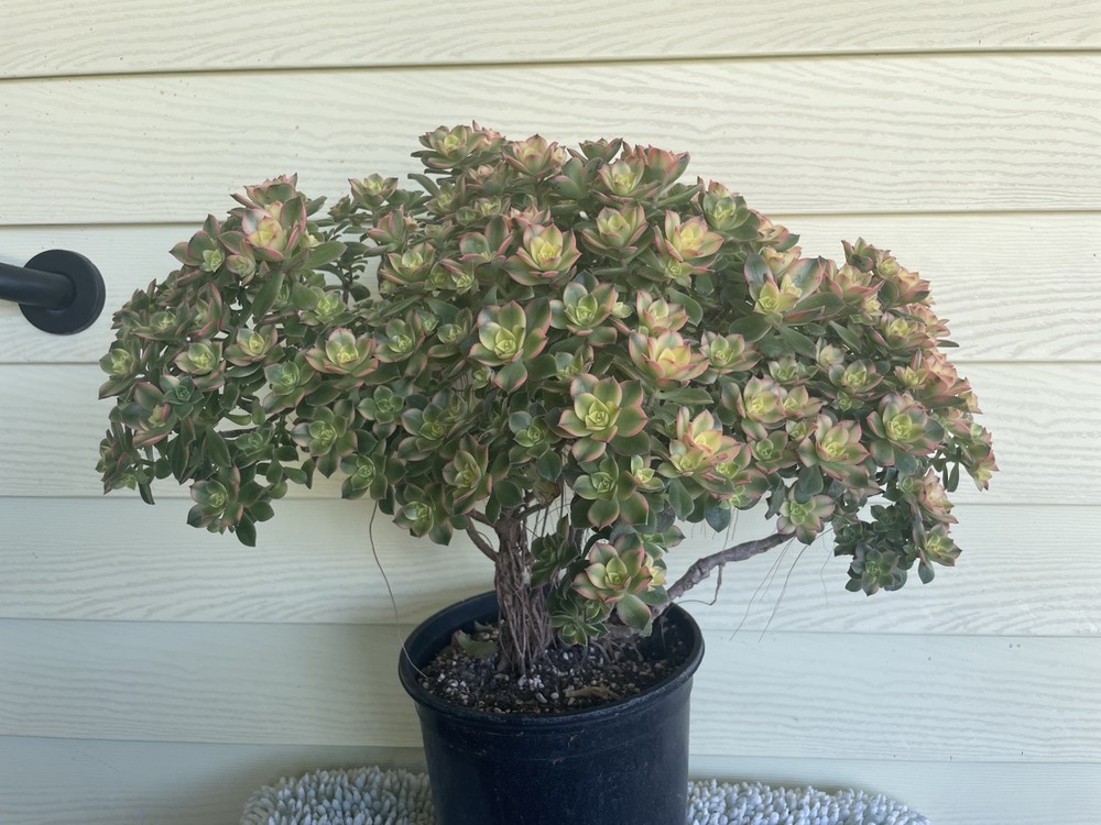 Bonsai Tree Aeonium Kiwi Tree Ship With Bare Rooted