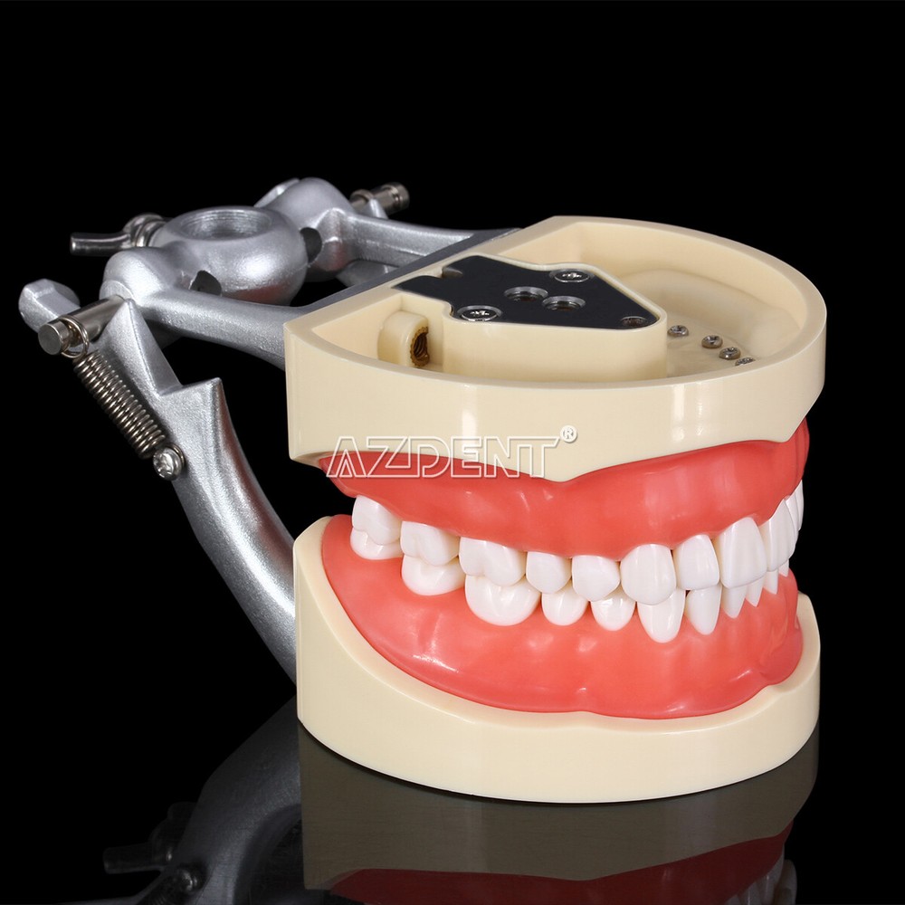Tooth Modelo de tipodonto dental con dientes extraíbles