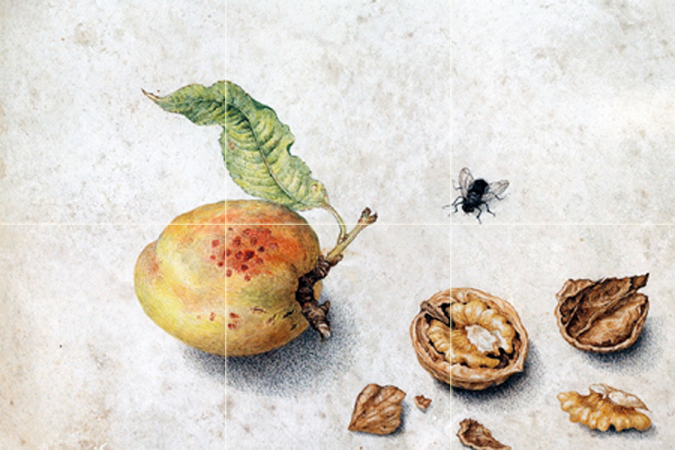 Art Still Life Peach Nut Ceramic Mural Backsplash Bath Tile #2129
