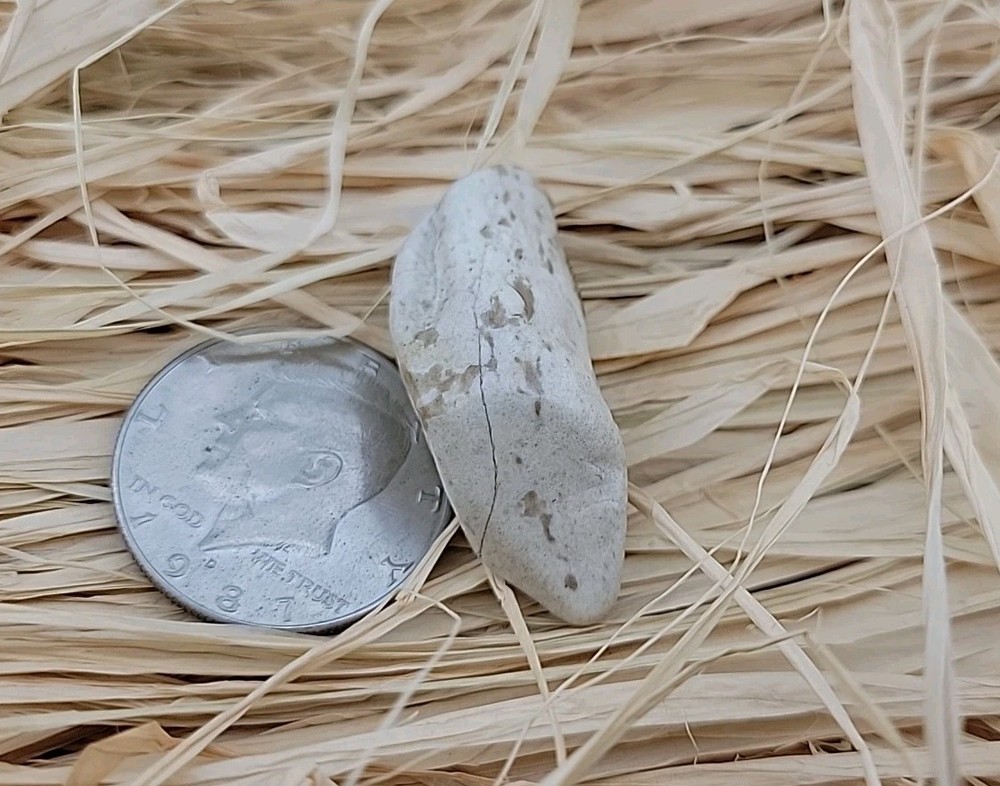 Permineralized Fossil T-Rex Tooth