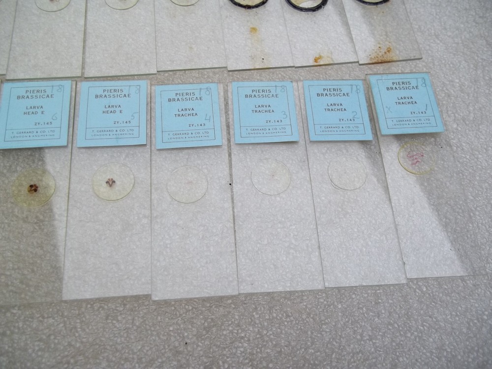 Vintage Glass Microscope Slides -