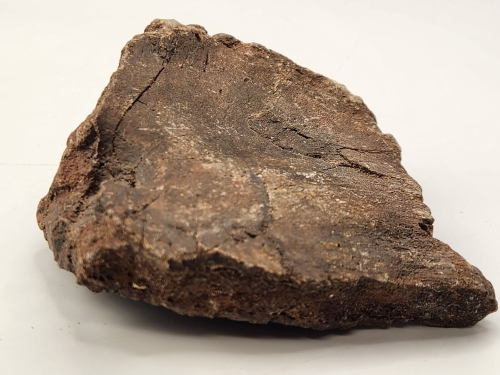 Unknown Dinosaur Bone Fossil (Coracoid?) - Morrison Fm. - UT - Jurassic