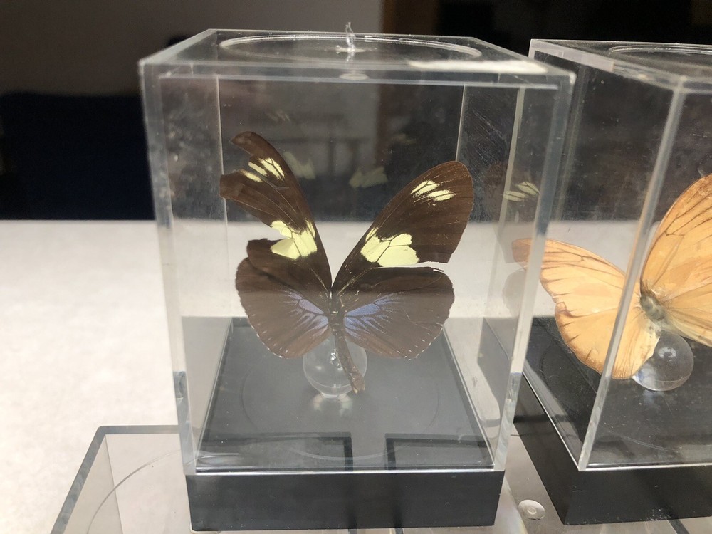 7 Mounted Butterfly Specimens In Acrylic Cases