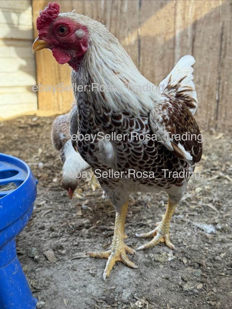 Red white Laced Cornish Bantam Hatching Eggs 10 Pcs