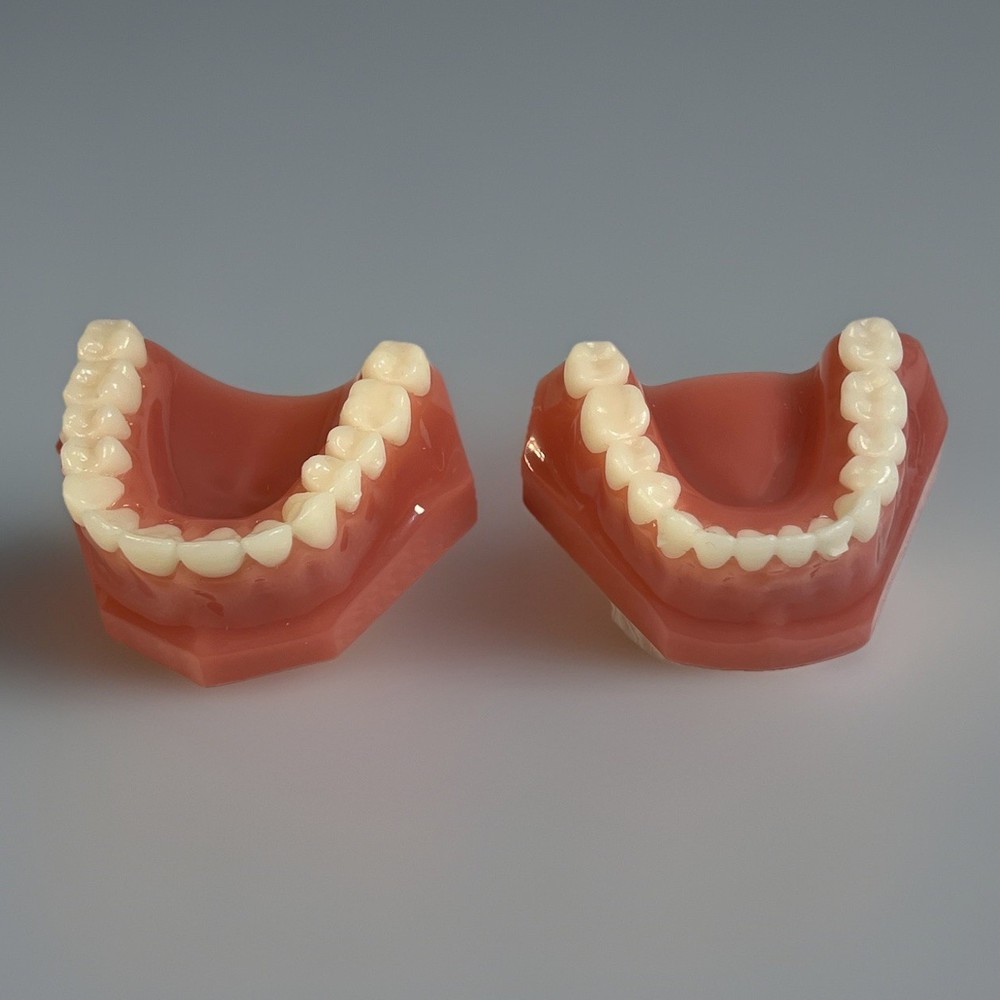 Invisalign Dental Demo Model – Teeth Display