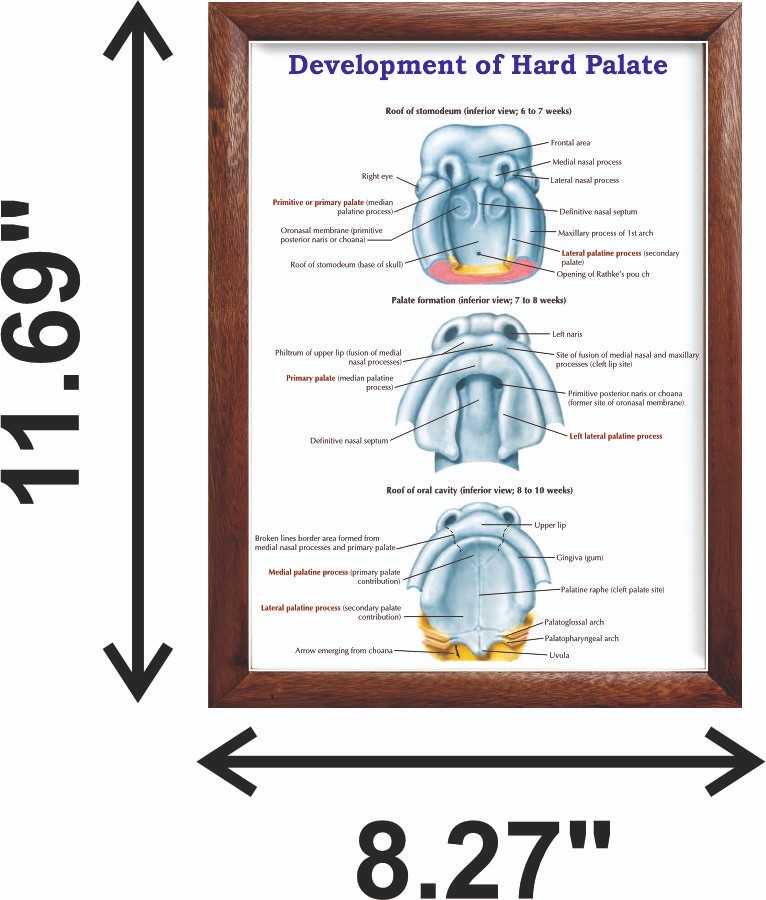 Development of Hard Palate Chart 12x18 inches