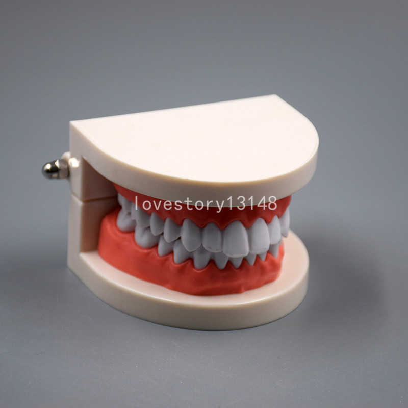 Dental Teaching Study Adult Standard Typodont Demonstration Teeth Model Hot