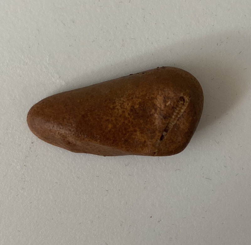 Miniature Fossil Unknown Origin
