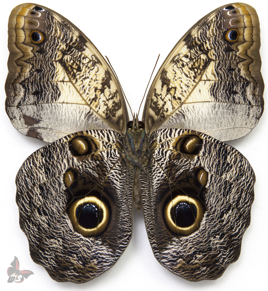 Caligo telamonius-Female, UNMOUNTED butterfly