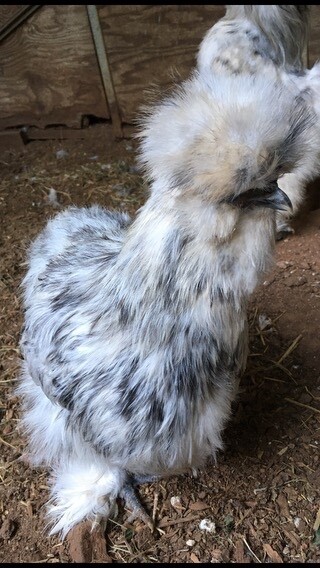 6 White Splash Silkie Eggs