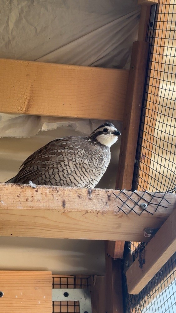 12+ Mixed Bobwhite Hatching Eggs