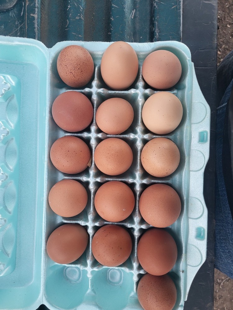 18 Rare Black Penedesenca Hatching Eggs
