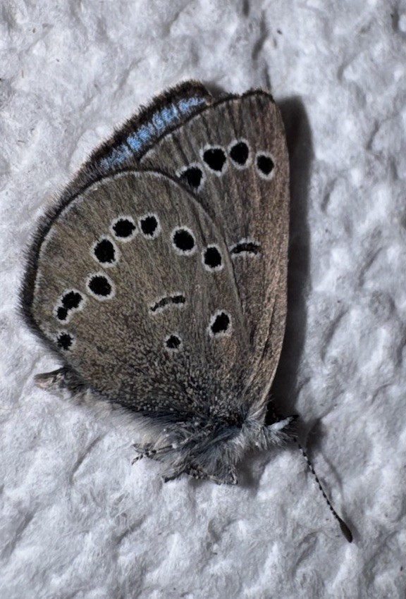 JSRL - SILVERY BLUE BUTTERFLY - Glaucopsyche lygdamus 2