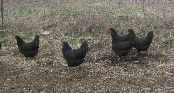 12 Black Australorp Hatching Eggs