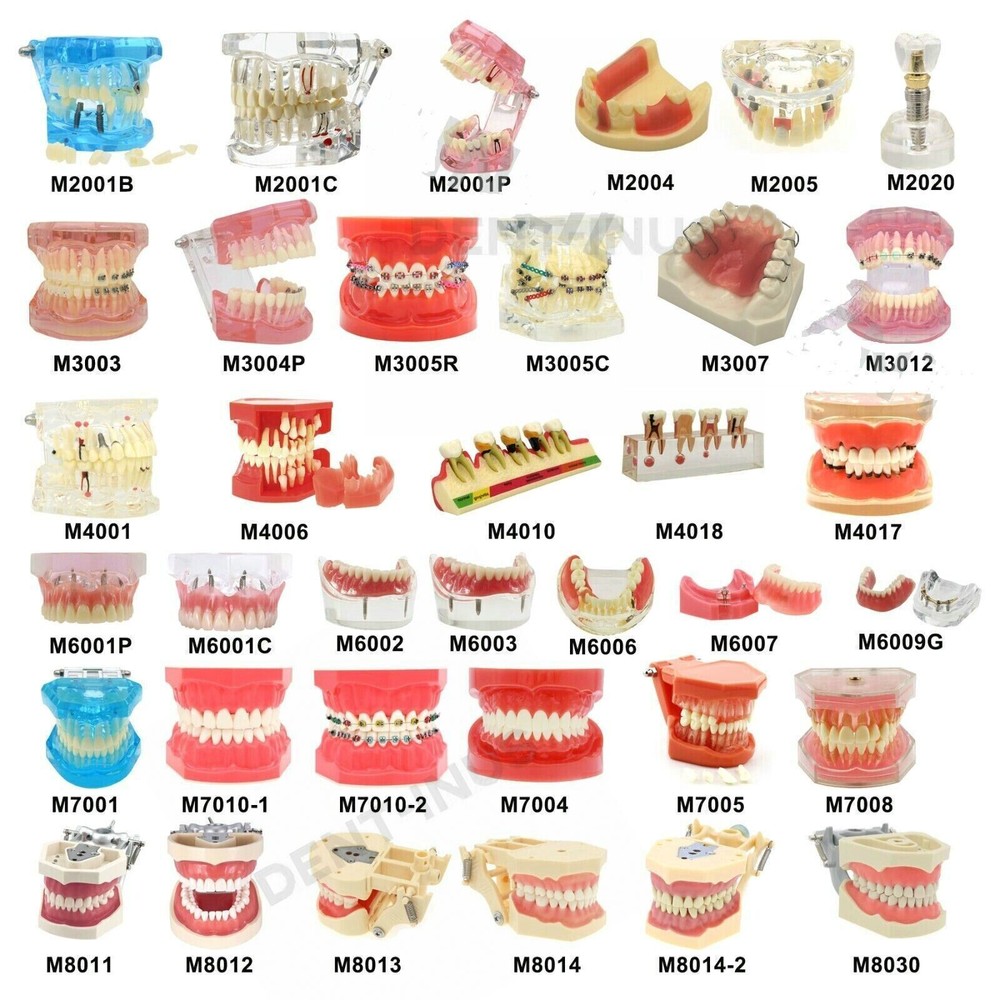 Multiple Types Dental Teeth Model Ortho Implant Practice Teaching Demo Models