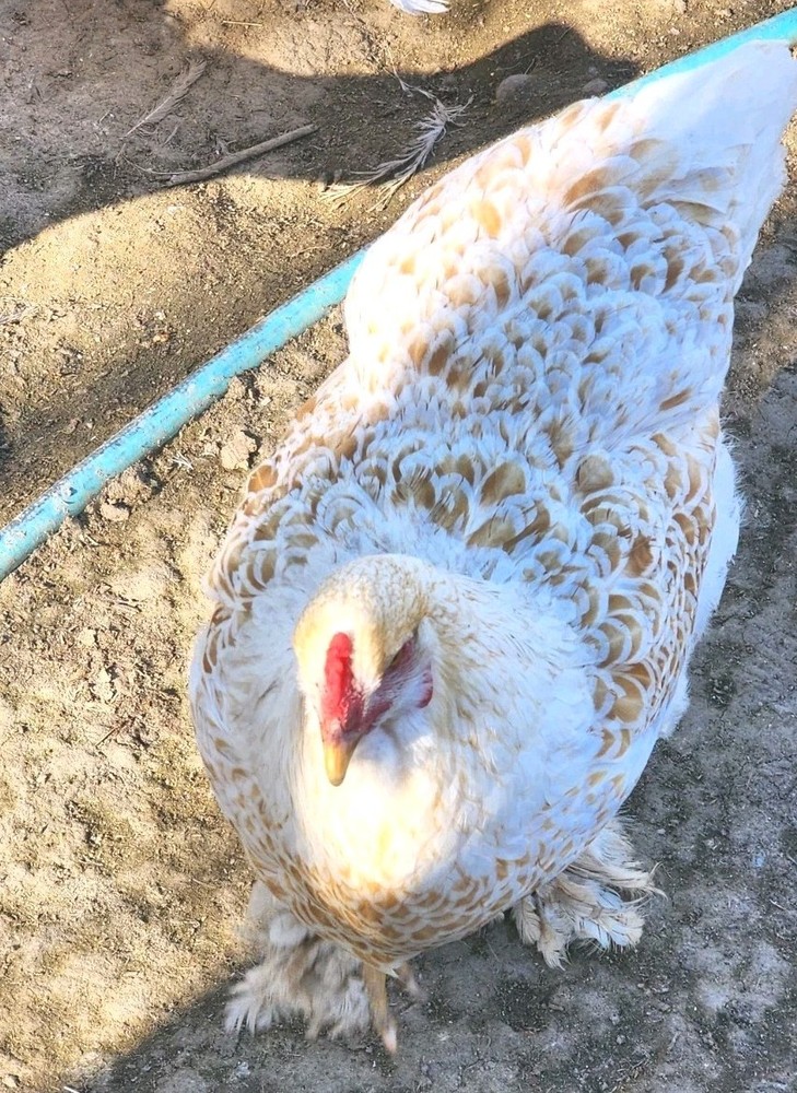 8+ Beautiful Buff Laced Brahma Hatching Eggs