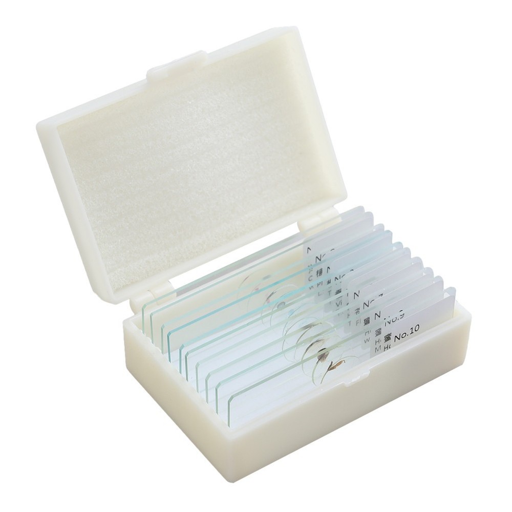 10 PCS/Set Insect Observation Tool Microscope Slides with Specimens Biology