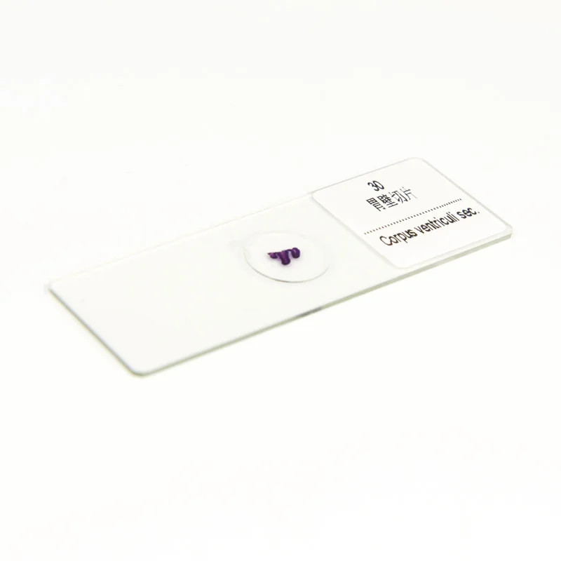 30PC Prepared Biological Basic Tissues Science Cover Slips Microscope Slides