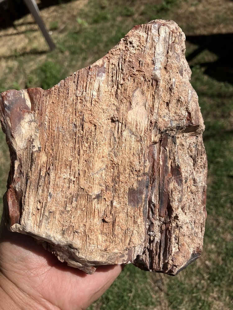 Arizona Petrified Wood