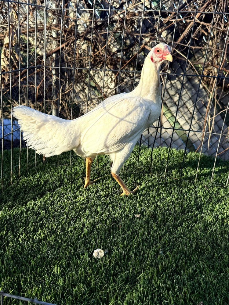 Sonatol Asil Pullet