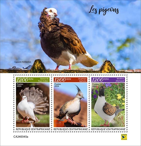 Pigeons