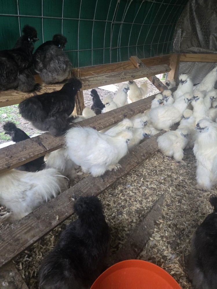 Silkies Chicken Hatching Eggs 6 Plus 2 Extra. Mixed Blue And White.