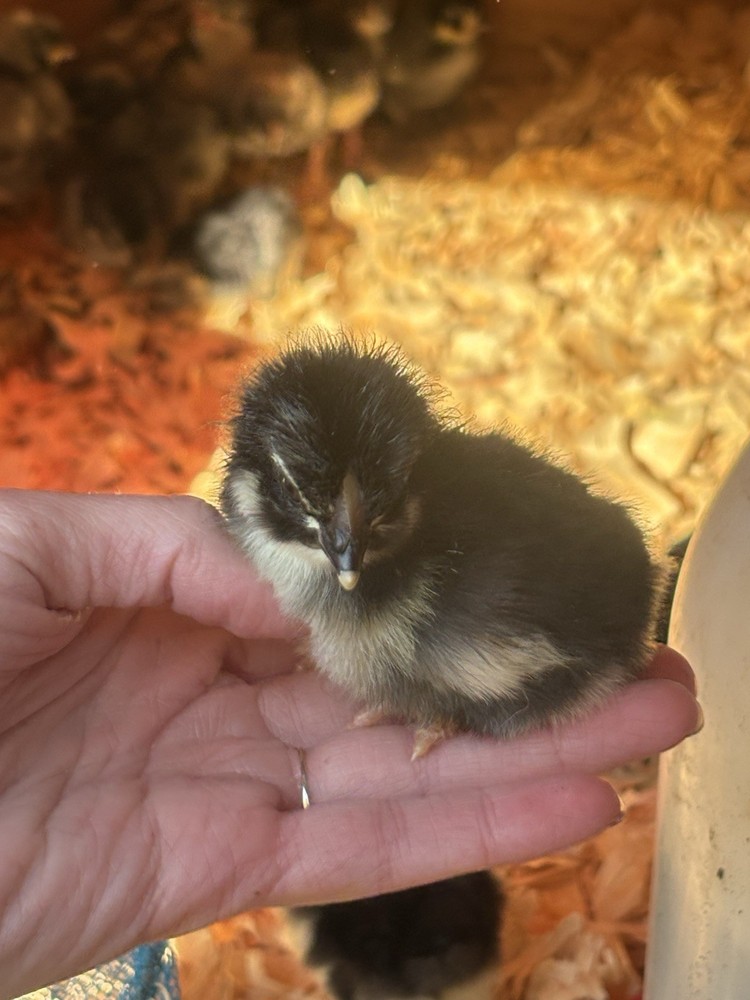 10 +Black Copper Maran Fertile Hatching Eggs!!