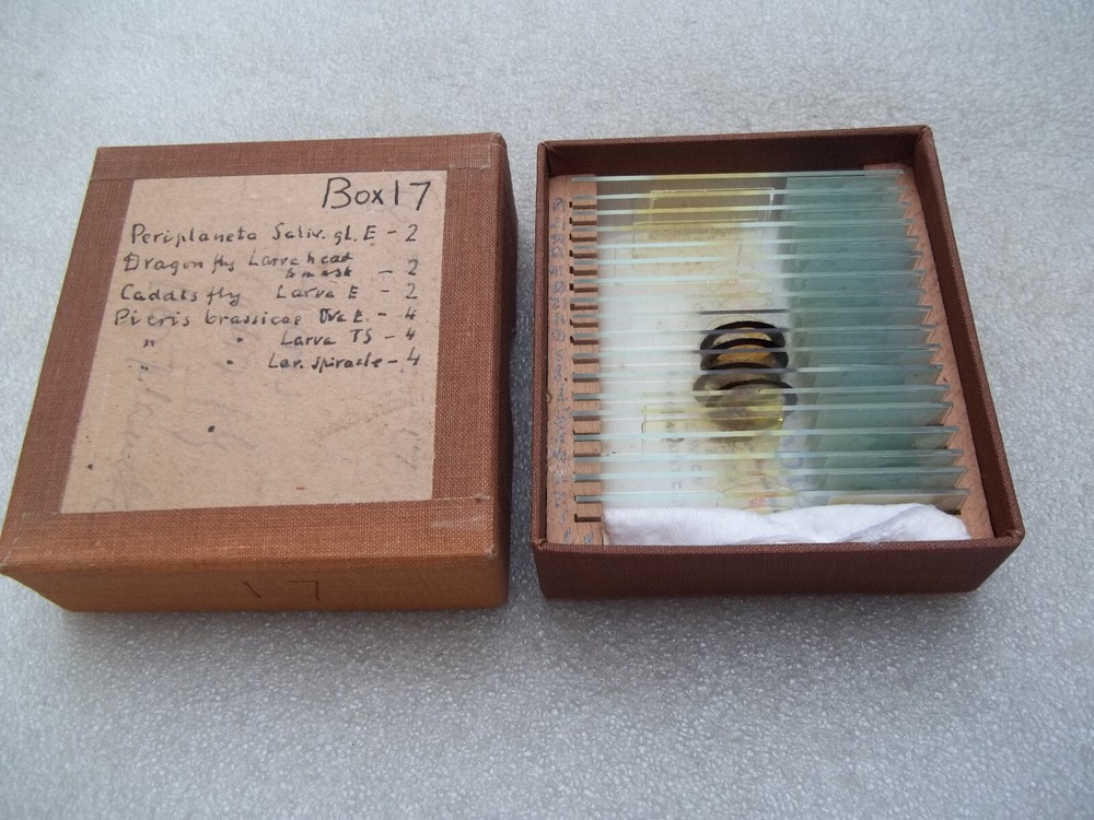 Vintage Glass Microscope Slides -